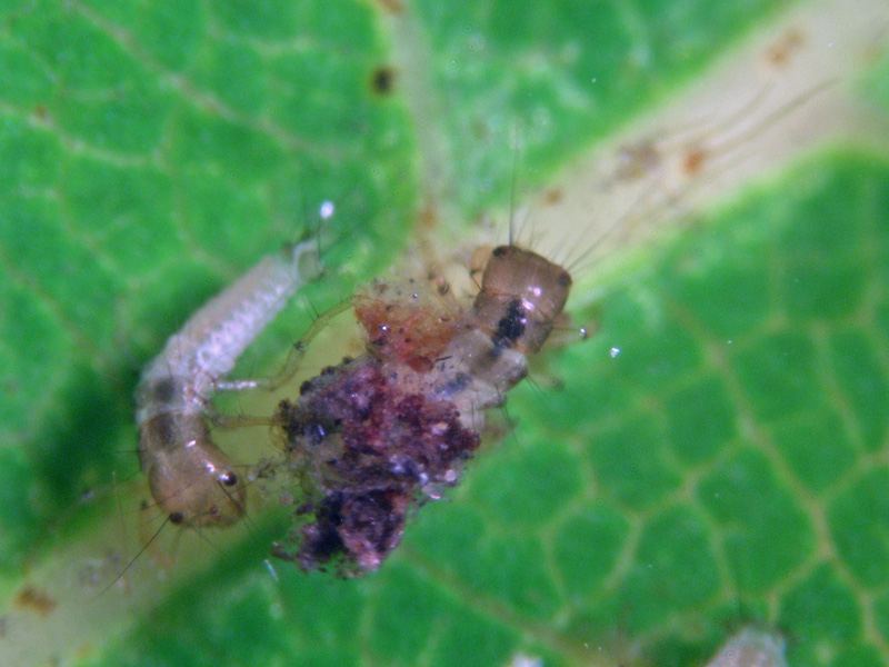 Larve di tricottero Limnephilidae nel sottobosco